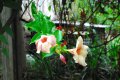 Alamanda chocolat. ALAMANDA cartatica. Amérique central. Apocinaceae